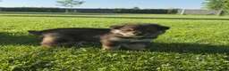 Kruising honden te koop: Pup Eurasiër / Herdermix - Advertentie 10