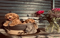 Labradoodle honden te koop: Labradoodle  - Afbeelding 7
