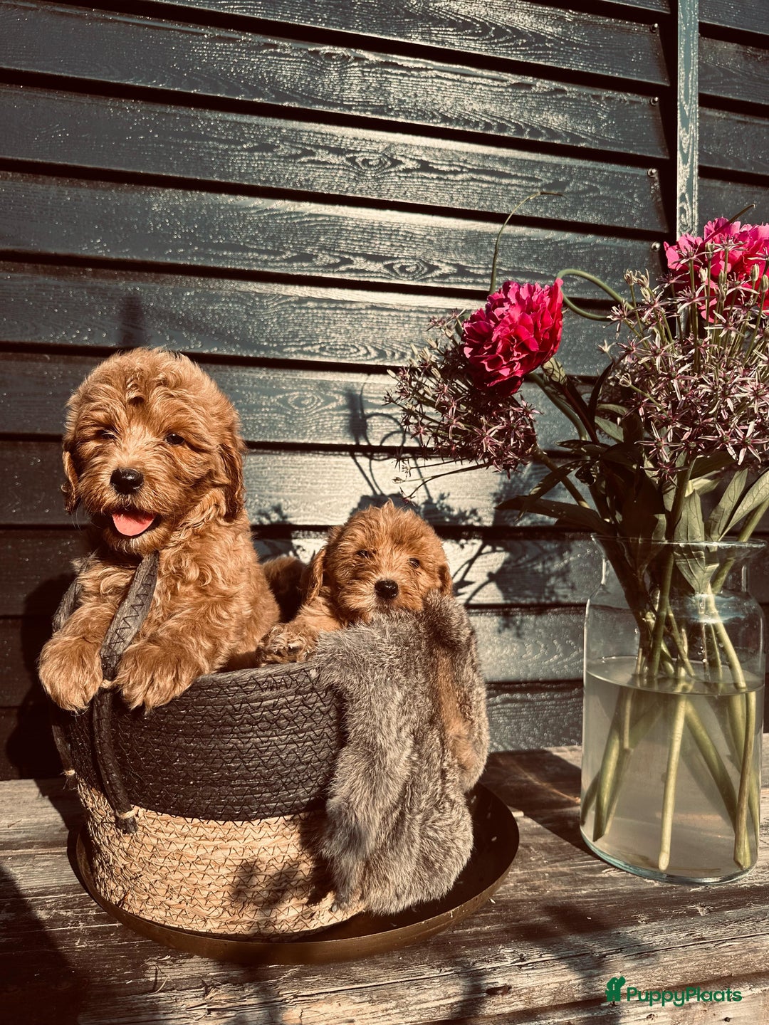 Labradoodle honden te koop: Labradoodle  - Afbeelding 7