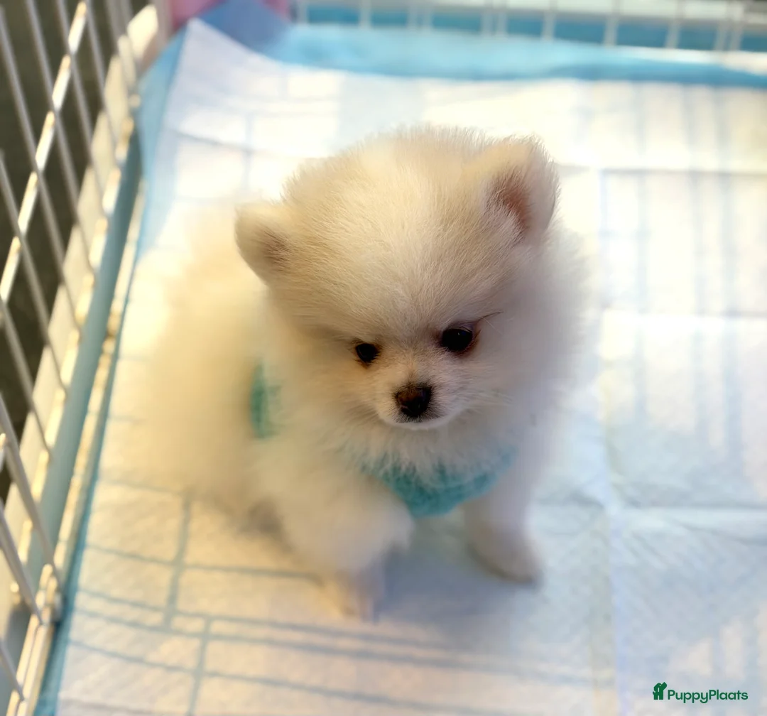 Pomeriaan honden te koop: Mooiste raszuivere pomeranian pomeriaan pups - Advertentie 8