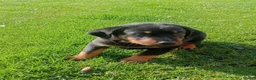 Beauceron honden te koop: Gezinshond Beauceron  in Strijbeek - Advertentie 12