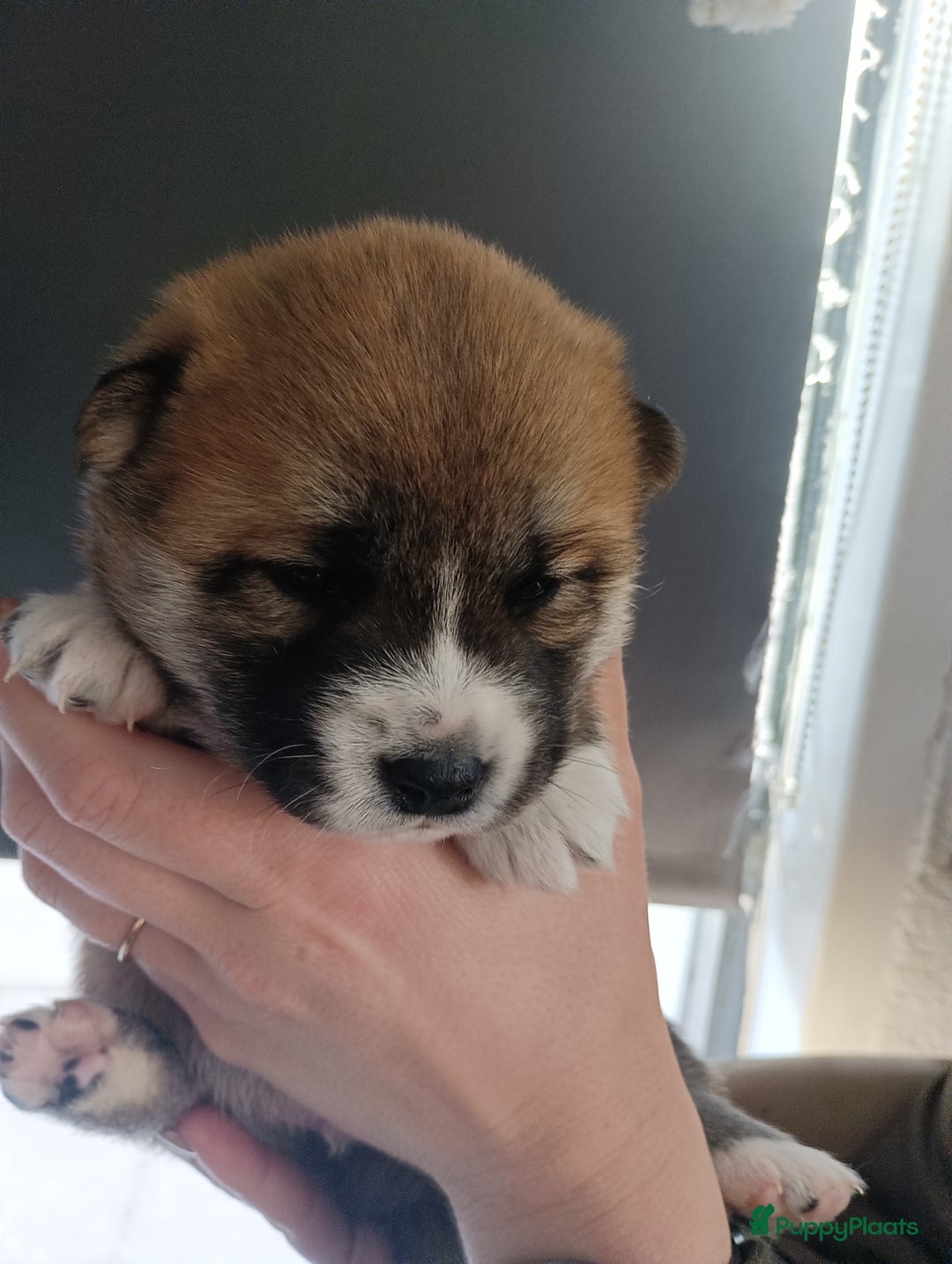 Shiba honden te koop: Shiba Inu pups beschikbaar  - Advertentie 6