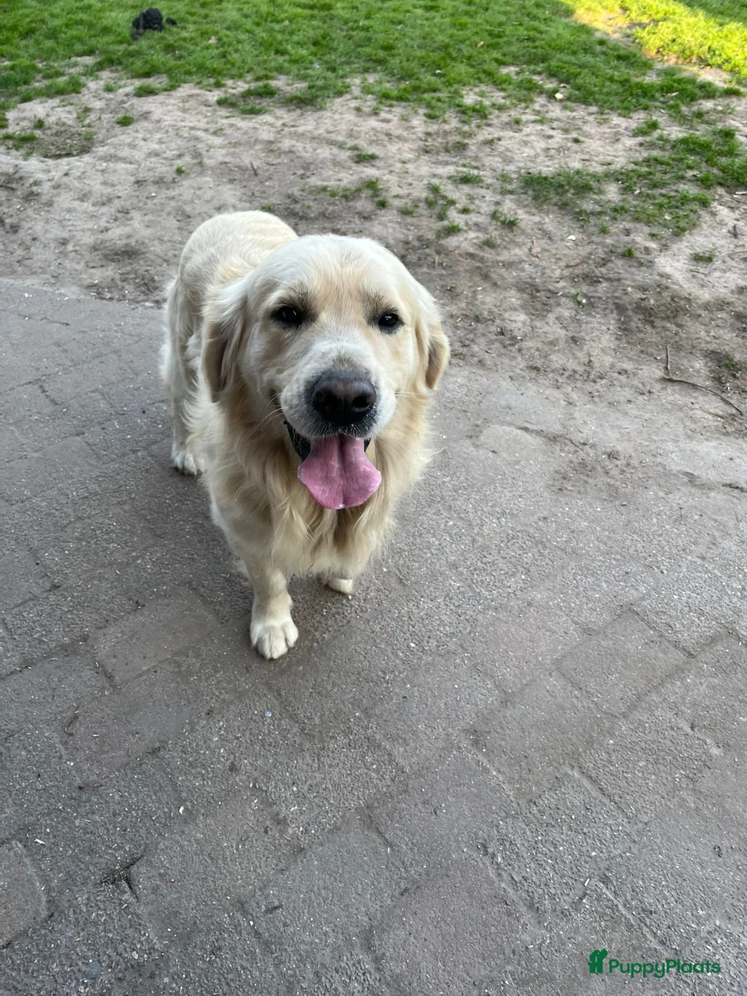 Golden Retriever honden te koop: Golden Retriever pups - Advertentie 14