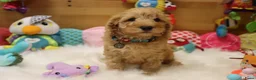 Kruising honden te koop: Prachtig mini Australian labradoodle pupjes - Advertentie 4