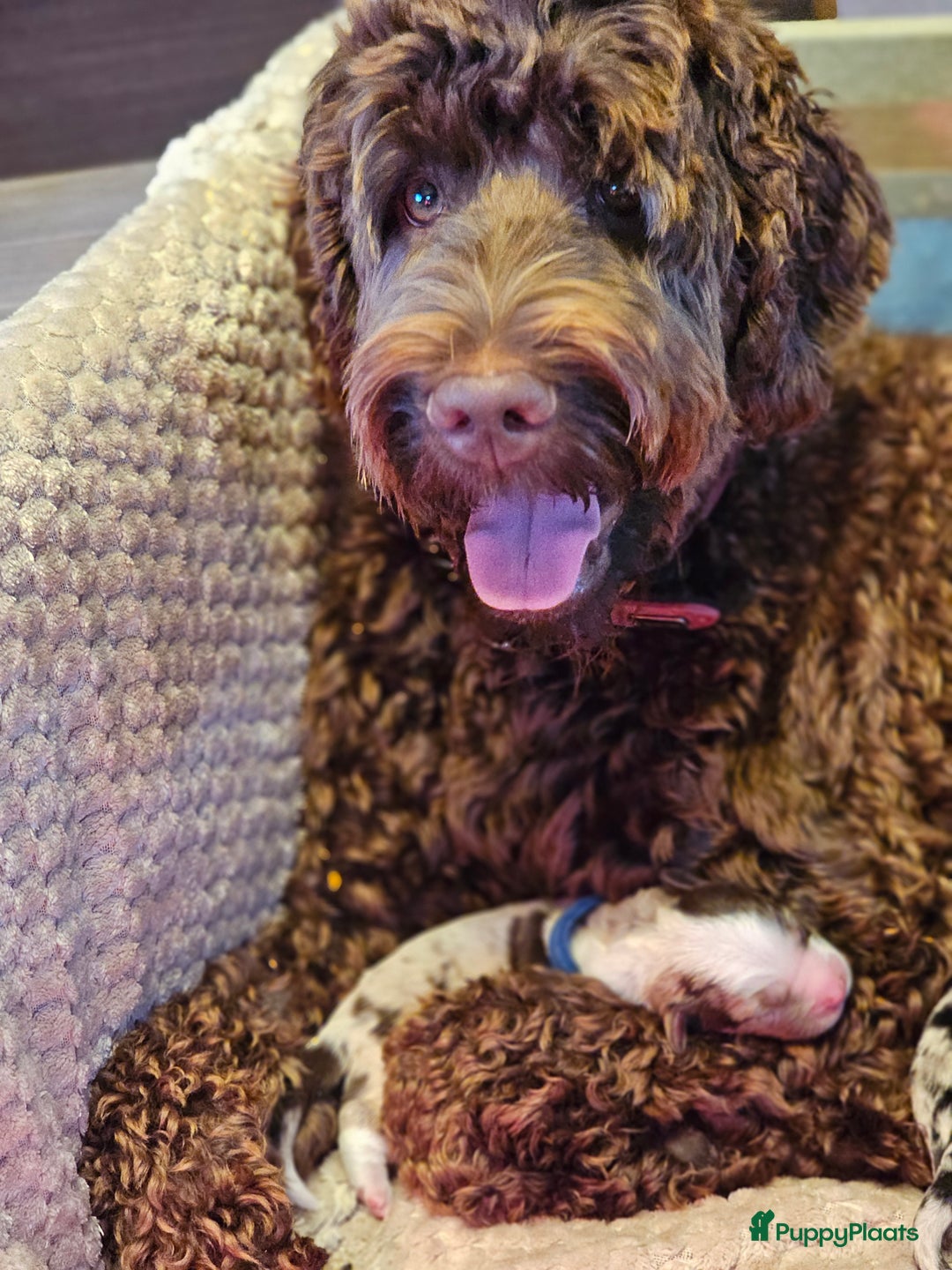 Kruising honden te koop: 🐾 Labradoodle x Australische Herder Pups 🐾 - Advertentie 14