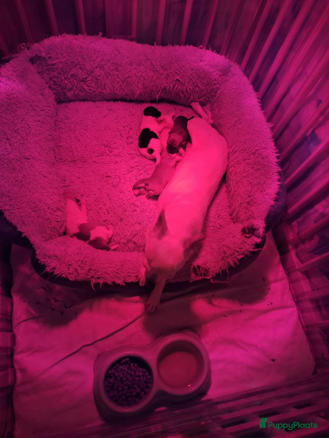 Chihuahua honden te koop: Super mooie chihuahua puppy's  - Advertentie 5