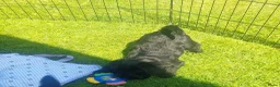 Labradoodle honden te koop: Labradoodle puppie's Reutjes en Teefjes. - Advertentie 2