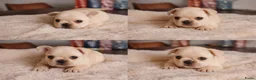 Franse Bulldog honden te koop: Franse Bulldog pups België  - Advertentie 14