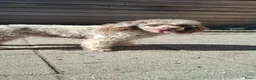 Poedel Toy honden te koop: UNIEK - choco merle dwerg poedel teefje - STAMBOOM - Advertentie 6