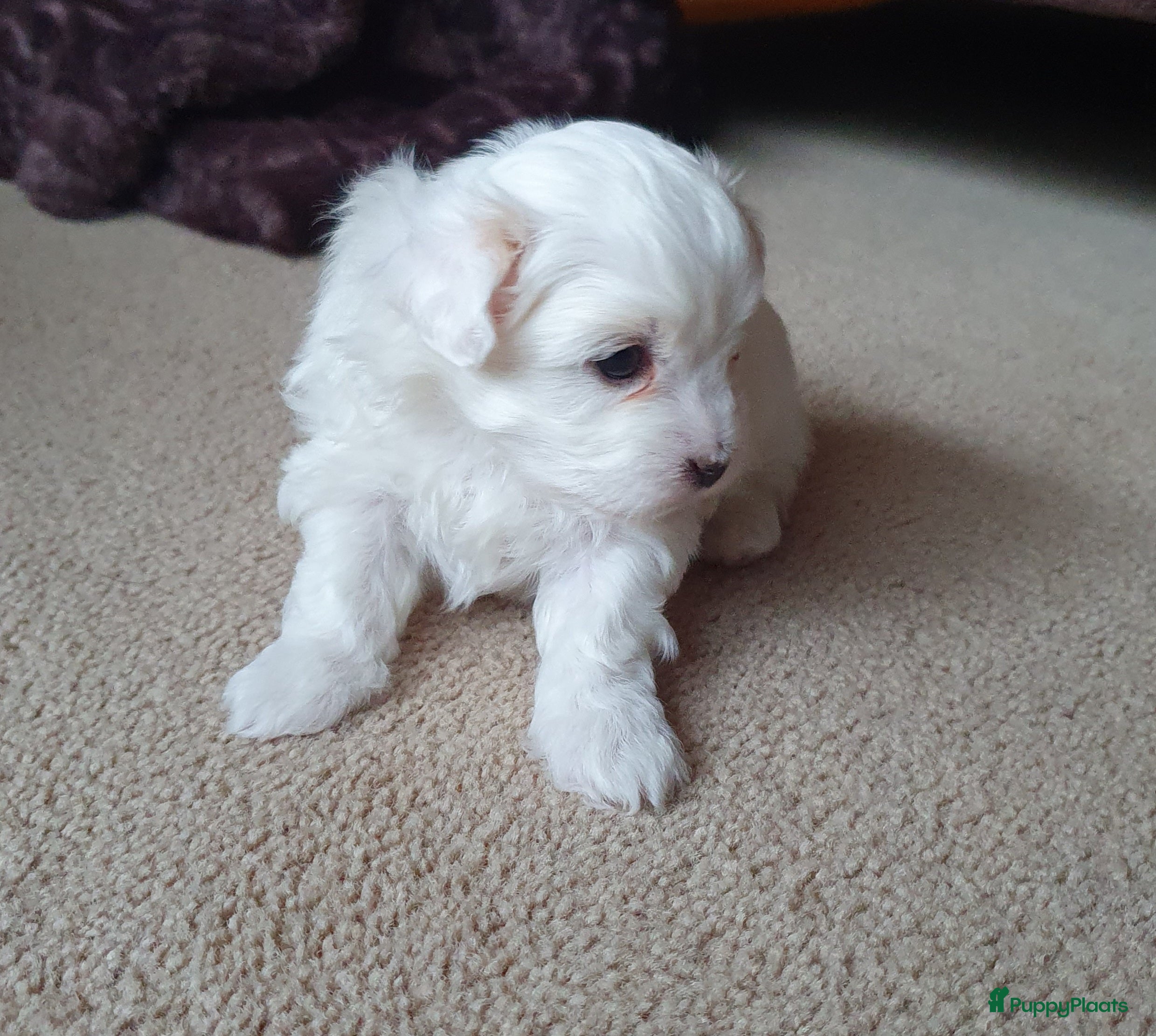 Maltipoo honden Maltipoo - Advertentie 2