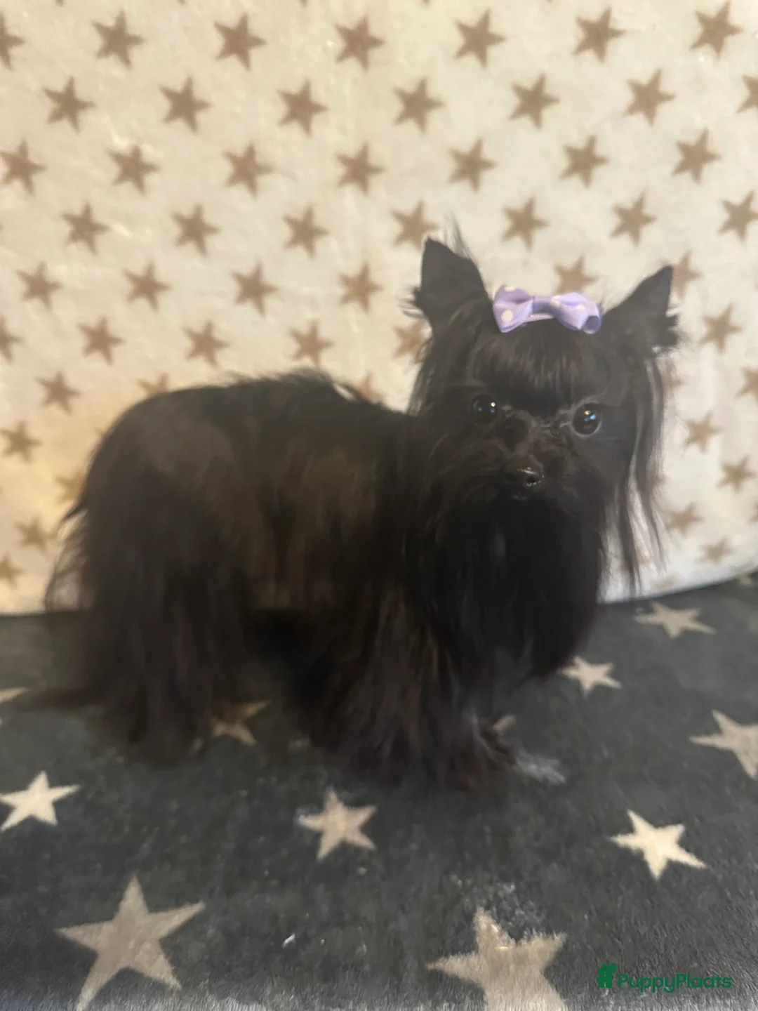 Yorkshire Terriër honden te koop: Mini Yorkshire Terriër zwart  - Advertentie 2