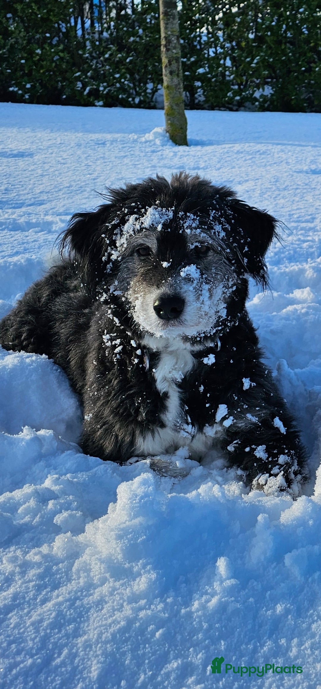 Bowie