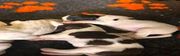 Engelse Springer Spaniel honden te koop: Engelse Springer Spaniel pups FCI stamboom - Advertentie 3