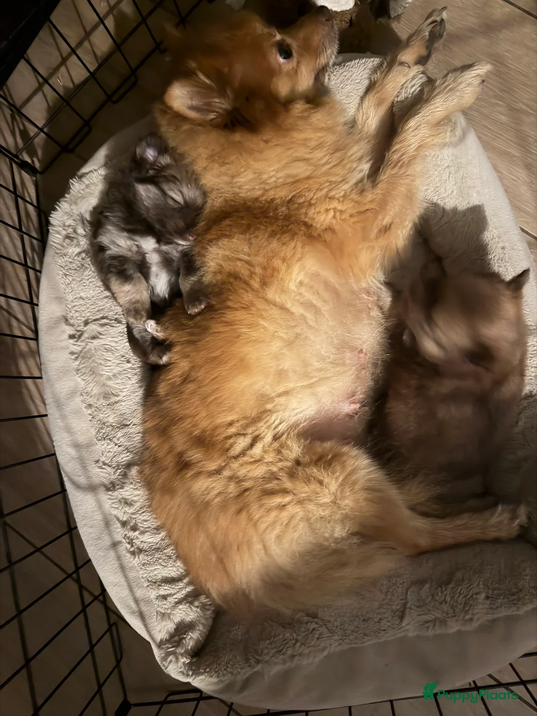 Pomchi honden te koop: Klein mannetje zoekt groot plekje in iemands hart. in Echt - Advertentie 2