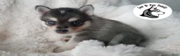 Pomsky honden te koop: Pomsky puppy’s F4+, 100% Amerikaanse bloedlijn - Advertentie 29