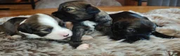 Tibetaanse Terriër honden te koop: Raszuivere Tibetaanse Terriër pups  - Advertentie 6