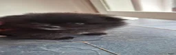Pomeriaan honden te koop: Pomeriaan puppy  - Advertentie 7