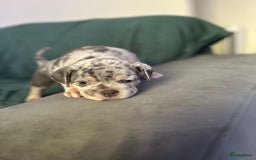 Amerikaanse Bully honden te koop: Exotic/Pocket Amerikaanse Bully Pups - Afbeelding 5