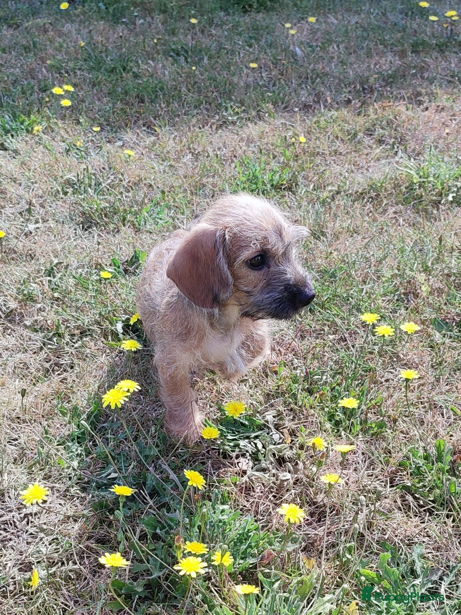 Kruising honden 2 schattige reutjes mogen verhuizen  - Advertentie 17