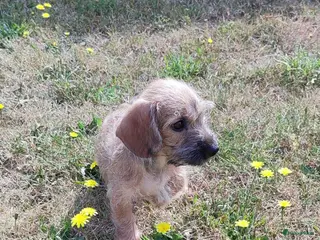 Kruising honden 2 schattige reutjes mogen verhuizen - Advertentie 17