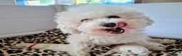 Bichon Frisé honden te koop: Prachtige Bichon Frisé met stamboom - Advertentie 17