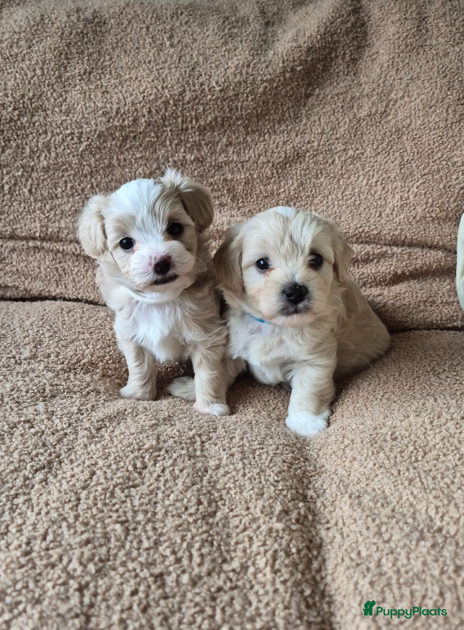 Maltipoo honden Maltipoo pups te koop - Advertentie 1