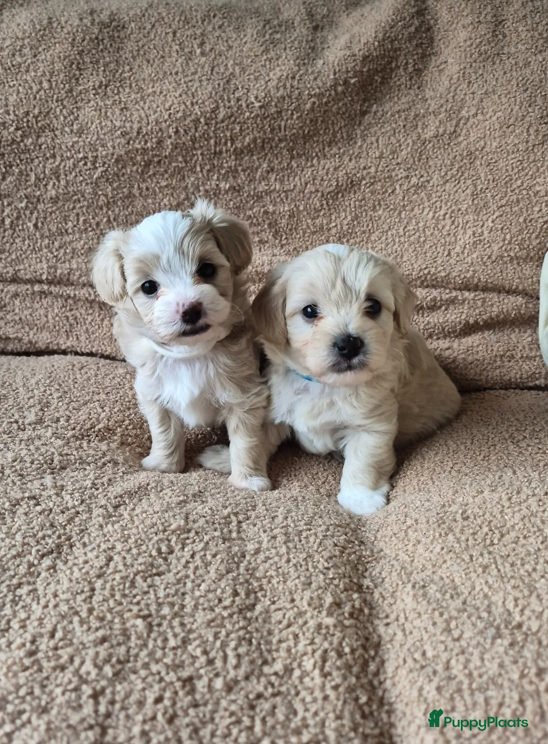 Maltipoo honden te koop: Maltipoo pups te koop in Lelystad - Advertentie 1