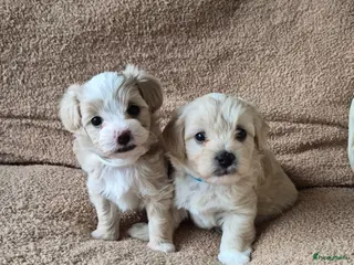 Maltipoo honden Maltipoo pups te koop - Advertentie 1