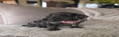 Doxiepoo 7 fuchsia 