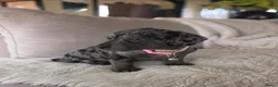 Kruising honden te koop: ❤️💙 Prachtige Doxiepoo's zoeken 4-ever home ❤️💙 - Advertentie 13