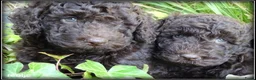 Labradoodle honden te koop: Labradoodle mini +/- 40 cm chocolade bruin - Advertentie 11