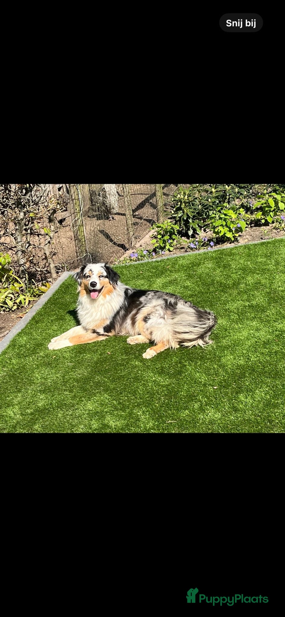 Australian Shepherd honden australian shepherd pups met stamboom - Advertentie 1
