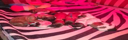 Kruising honden te koop: Net geboren, Boomer Pups 💙❤️(Shih-Tzu x Boomer) - Advertentie 8