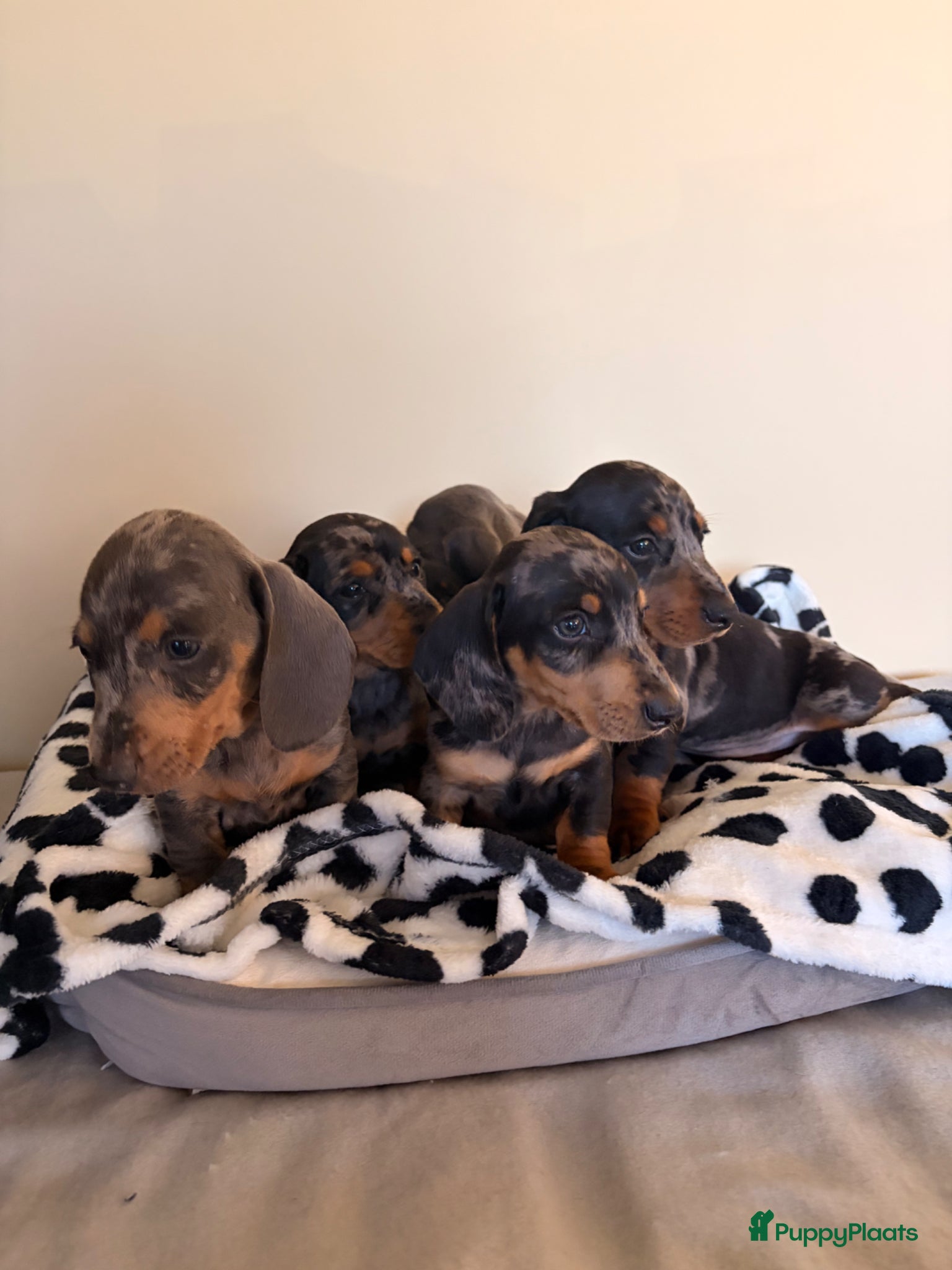 Teckel (korthaar)  honden Dwerg teckel pupjes. - Advertentie 1