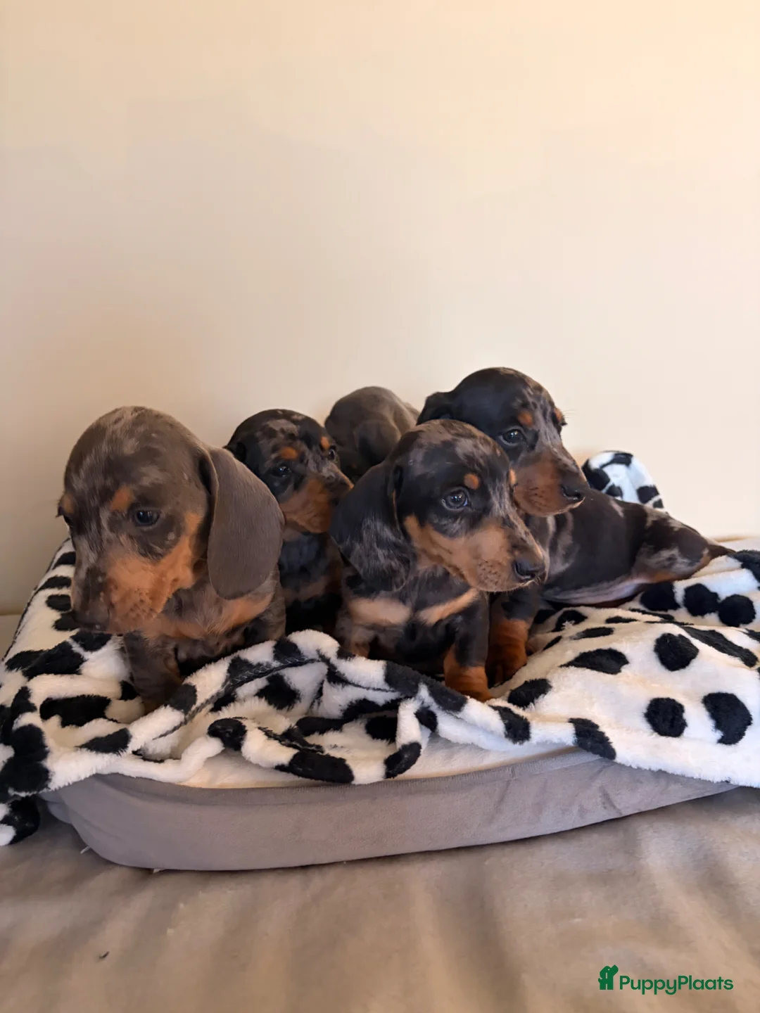 Teckel (korthaar)  honden te koop: Dwerg teckel pupjes. - Advertentie 1