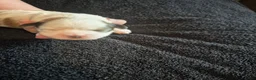 Boomer honden te koop: 5 gezonde puppy's geboren - Advertentie 8