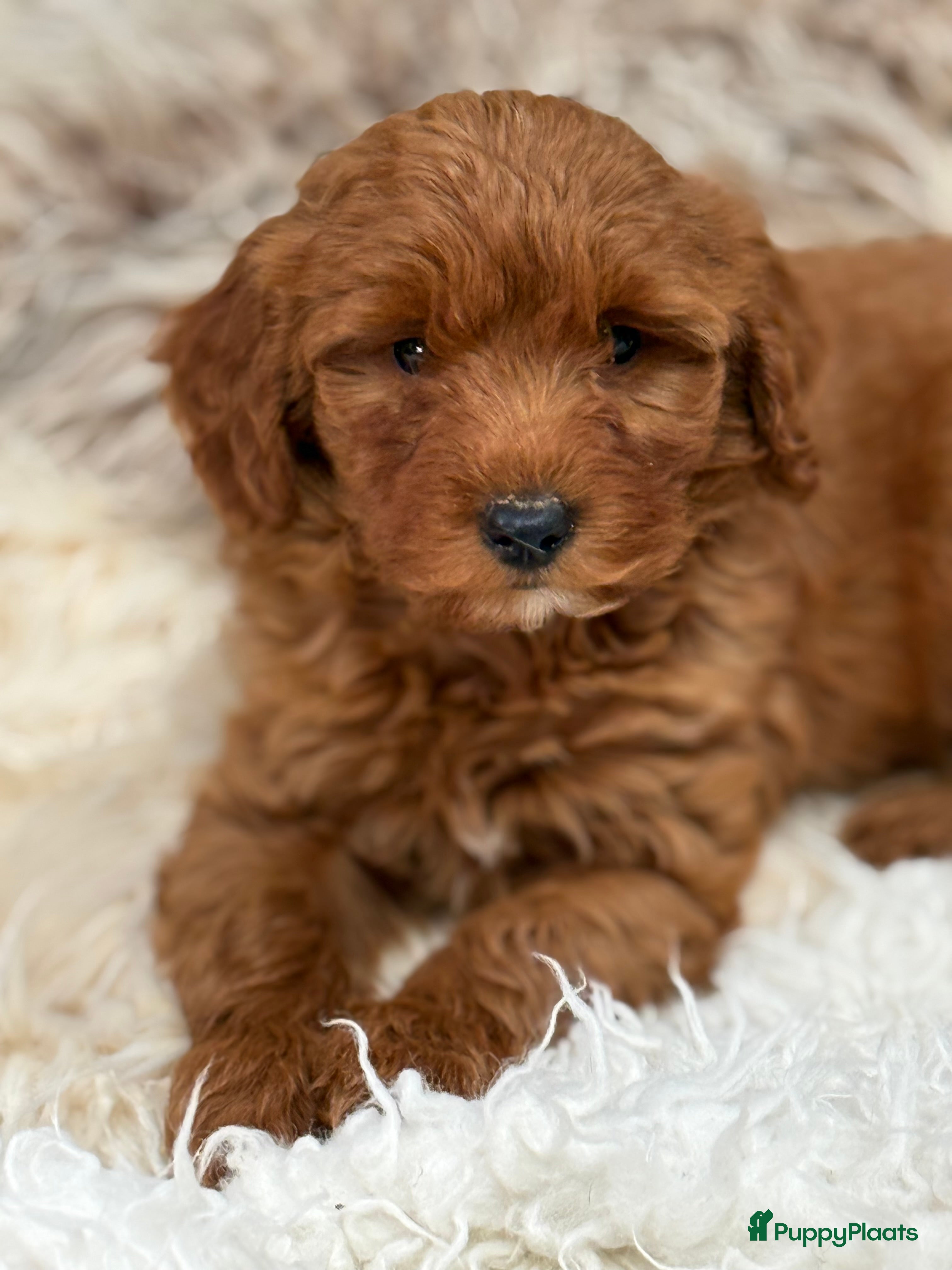 Labradoodle honden Labradoodle mini  - Advertentie 2