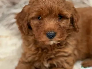 Labradoodle honden Labradoodle mini - Advertentie 2