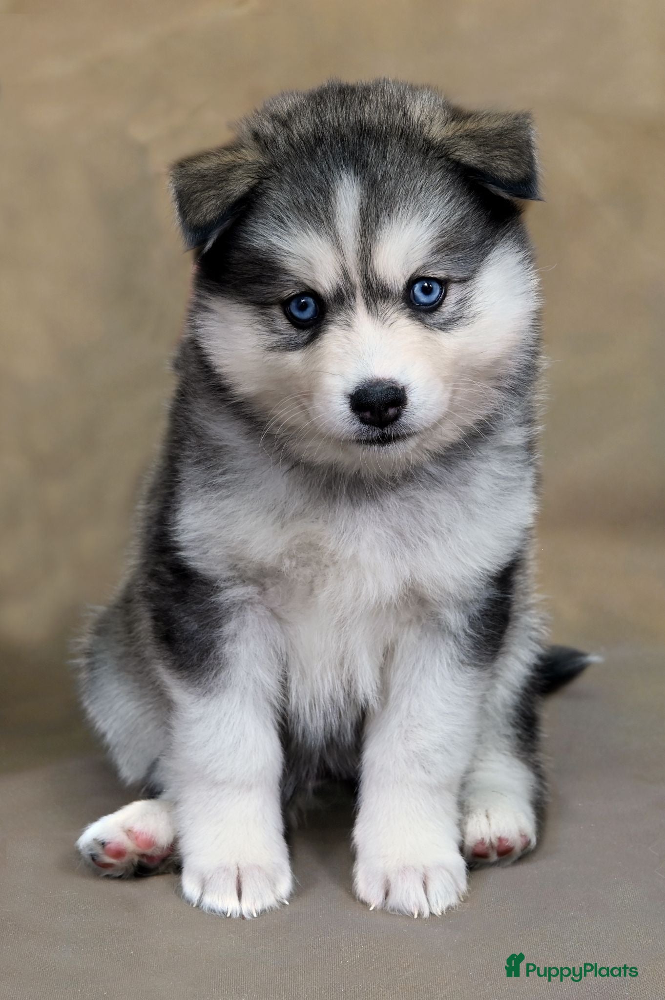 Pomsky honden te koop: Pomsky  - Advertentie 10