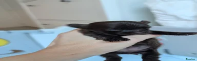 Yorkshire Terriër 5