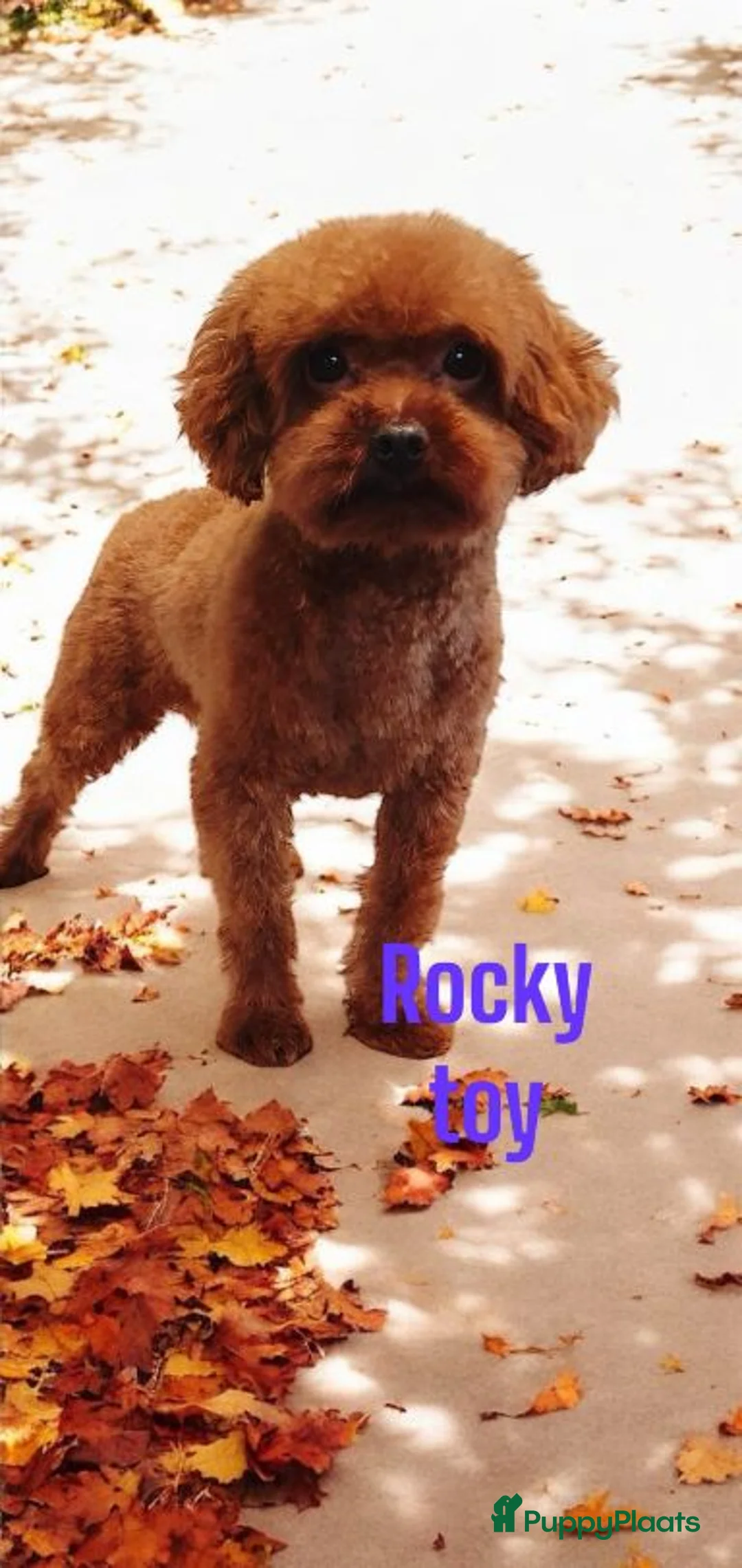 Poedel Toy honden ter dekking:  toy/dwerg poedel dekreutjes met fci stamboom - Advertentie 4