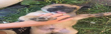 Kruising 1