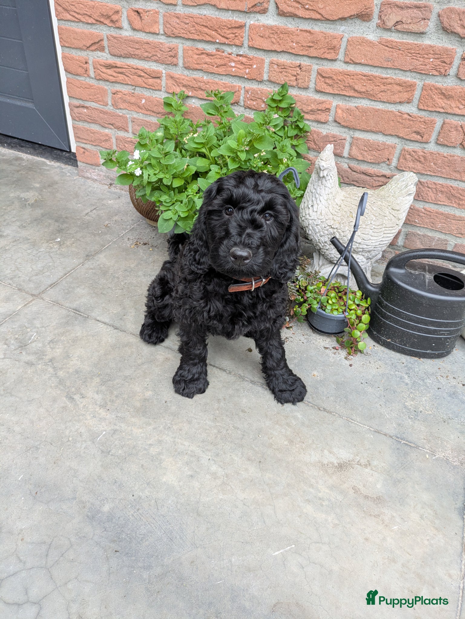 Labradoodle honden lieve zwarte Labradoodles  - Advertentie 1