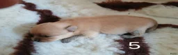 Pomchi honden te koop: Te koop - prachtige pomeriaan pups - Advertentie 16