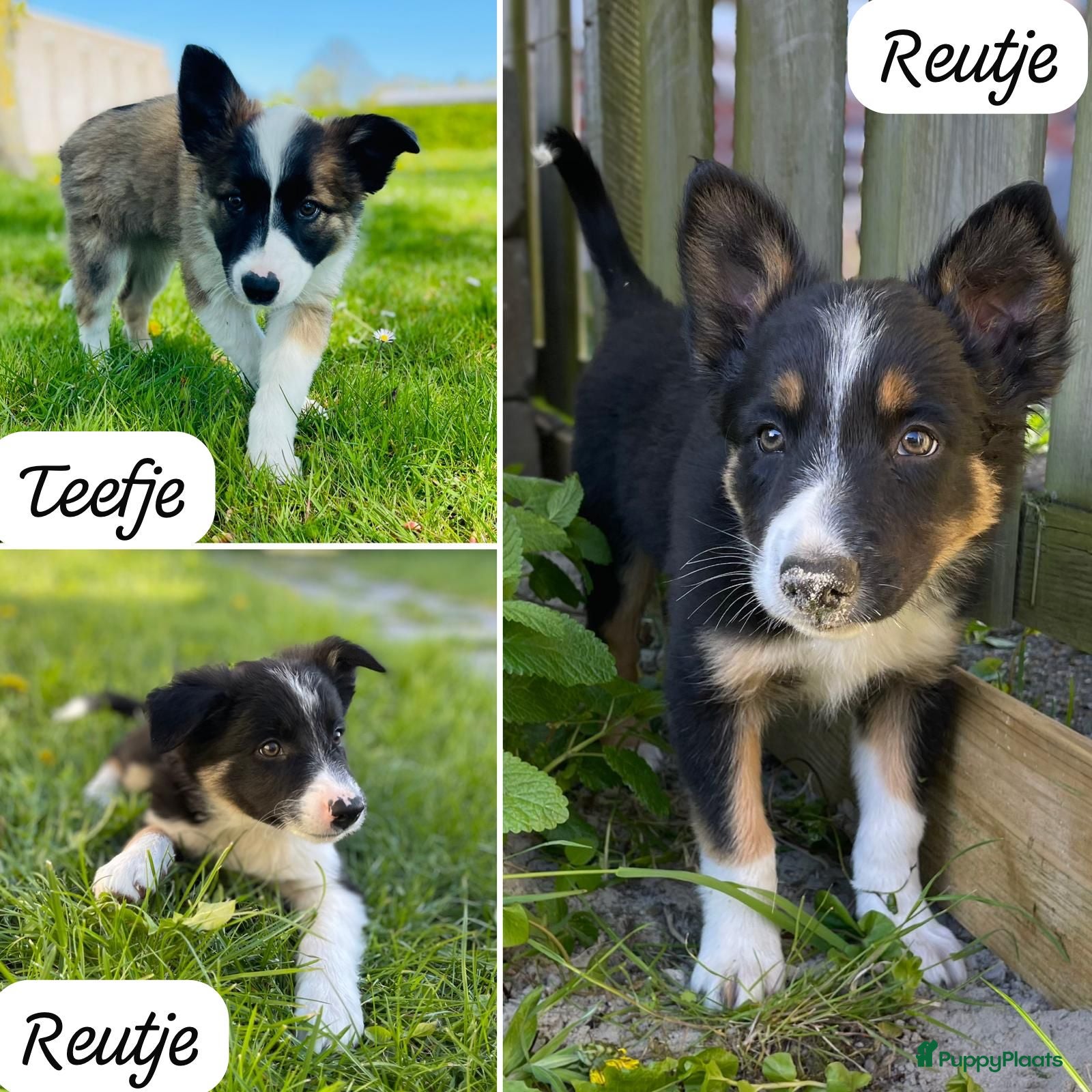 Border Collie honden Gezonde Border Collie pups stamboom (ISDS/FCI) - Advertentie 1