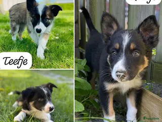 Border Collie honden Gezonde Border Collie pups stamboom (ISDS/FCI) - Advertentie 1