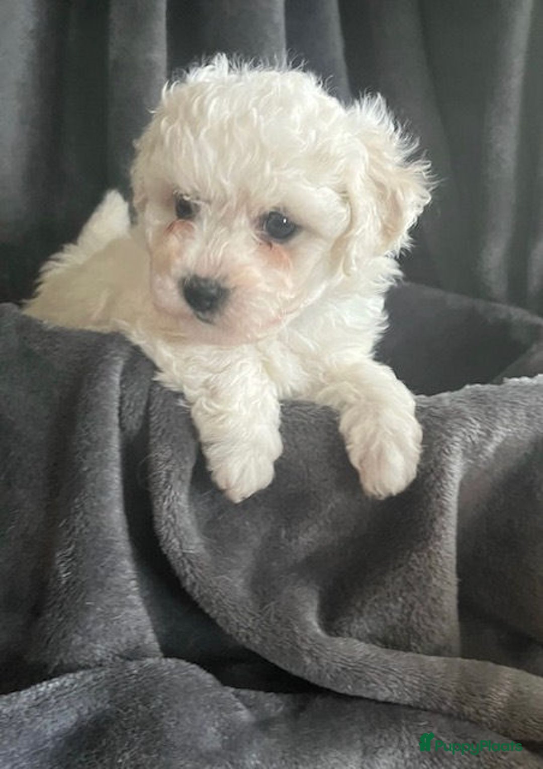 Bichon Frisé honden te koop: bichon frise pups - Advertentie 7