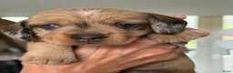 Ruwhaar Teckel honden te koop: Ruwharige teckel  in Leende - Advertentie 4