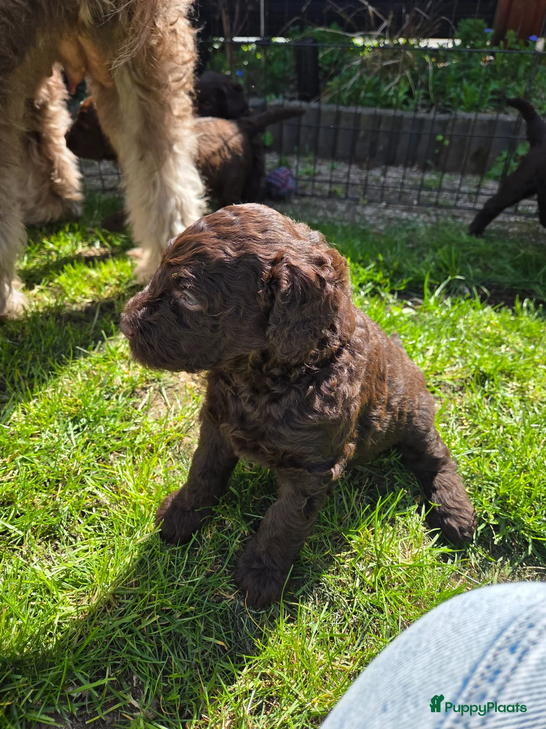 Labradoodle honden te koop: Nog 3 reutjes zoeken een huis - Advertentie 8