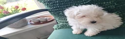 Maltezer honden te koop: Maltezer pup. Mini. Reu. Is aan 1 oogje blind - Advertentie 3